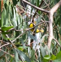 Pachycephala pectoralis (Golden Whistler) at Bundanoon - 13 Mar 2024 by Aussiegall