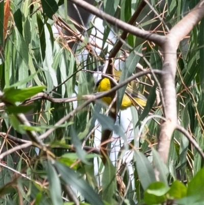 Pachycephala pectoralis (Golden Whistler) at Bundanoon - 12 Mar 2024 by Aussiegall