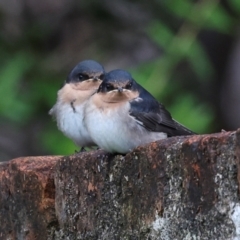 Hirundo neoxena (Welcome Swallow) at Southwest, TAS - 15 Feb 2024 by AlisonMilton