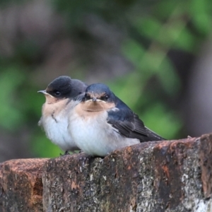 Hirundo neoxena at Southwest, TAS - 15 Feb 2024