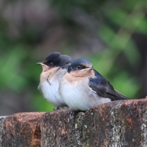 Hirundo neoxena at Southwest, TAS - 15 Feb 2024