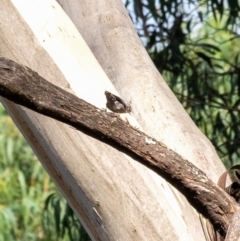 Daphoenositta chrysoptera (Varied Sittella) at Wingecarribee Local Government Area - 12 Mar 2024 by Aussiegall