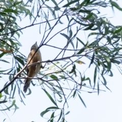 Pachycephala rufiventris (Rufous Whistler) at Bundanoon - 13 Mar 2024 by Aussiegall