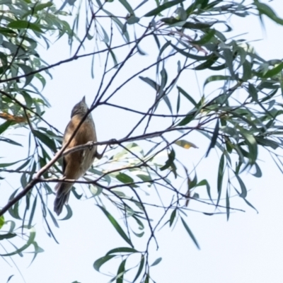 Pachycephala rufiventris (Rufous Whistler) at Wingecarribee Local Government Area - 12 Mar 2024 by Aussiegall