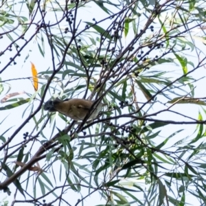 Pachycephala rufiventris at Wingecarribee Local Government Area - 13 Mar 2024