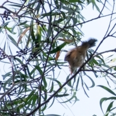 Pachycephala rufiventris at Wingecarribee Local Government Area - 13 Mar 2024