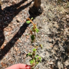 Pomaderris subcapitata at Uriarra Village, ACT - 3 Apr 2024 by rangerstacey