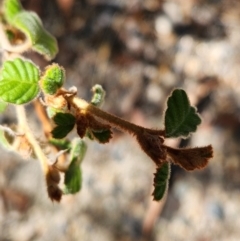 Pomaderris subcapitata at Lower Cotter Catchment - 3 Apr 2024