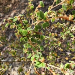 Pomaderris subcapitata at Lower Cotter Catchment - 3 Apr 2024