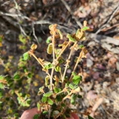 Pomaderris subcapitata at Lower Cotter Catchment - 3 Apr 2024