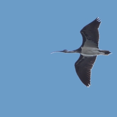 Threskiornis spinicollis (Straw-necked Ibis) at Tahmoor, NSW - 3 Apr 2024 by Freebird