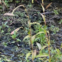 Persicaria hydropiper (Water Pepper) at Tharwa, ACT - 3 Apr 2024 by JaneR