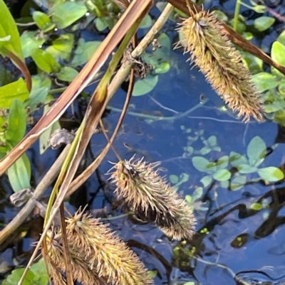 Carex fascicularis (Tassel Sedge) at Namadgi National Park - 3 Apr 2024 by JaneR