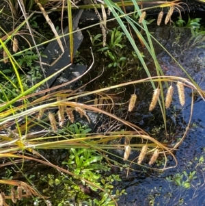 Carex fascicularis at Namadgi National Park - 3 Apr 2024 02:22 PM