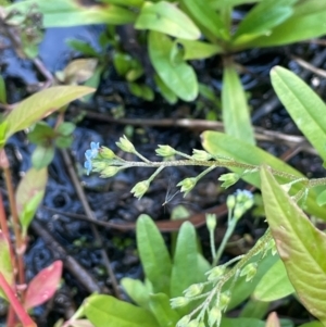 Myosotis laxa subsp. caespitosa at Namadgi National Park - 3 Apr 2024