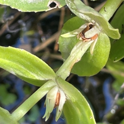 Gratiola peruviana (Australian Brooklime) at Tharwa, ACT - 3 Apr 2024 by JaneR