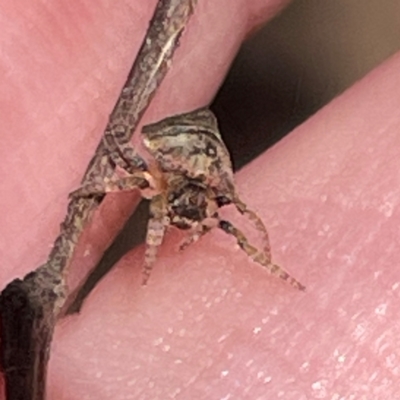 Dolophones sp. (genus) (Wrap-around spider) at Russell, ACT - 3 Apr 2024 by Hejor1