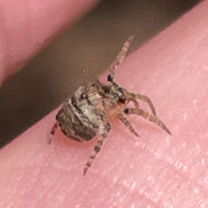 Dolophones sp. (genus) at Russell, ACT - 3 Apr 2024 12:27 PM