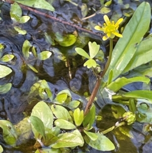 Ranunculus amphitrichus at Namadgi National Park - 3 Apr 2024