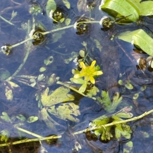 Ranunculus amphitrichus at Namadgi National Park - 3 Apr 2024