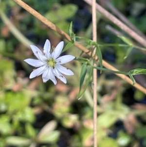 Stellaria angustifolia at Namadgi National Park - 3 Apr 2024