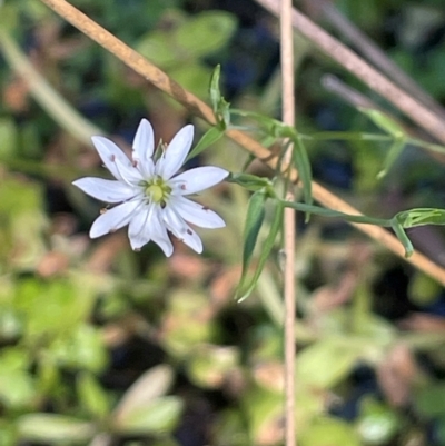 Stellaria angustifolia (Swamp Starwort) at Namadgi National Park - 3 Apr 2024 by JaneR