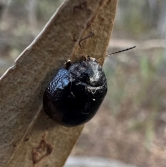 Paropsisterna cloelia (Eucalyptus variegated beetle) at My test map - 30 Mar 2024 by Pirom