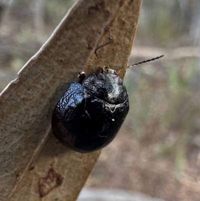 Paropsisterna cloelia (Eucalyptus variegated beetle) at My test map - 30 Mar 2024 by Pirom