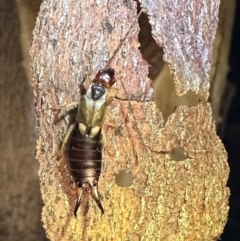 Forficula auricularia (European Earwig) at Namadgi National Park - 25 Mar 2024 by Pirom