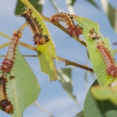 Opodiphthera eucalypti (Emperor Gum Moth) at WendyM's farm at Freshwater Ck. - 19 Feb 2024 by WendyEM