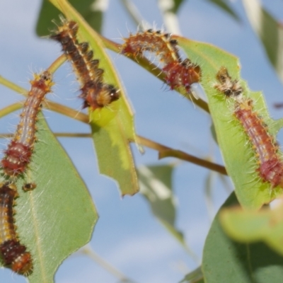 Opodiphthera eucalypti (Emperor Gum Moth) at WendyM's farm at Freshwater Ck. - 19 Feb 2024 by WendyEM