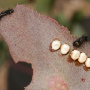 Opodiphthera eucalypti at Freshwater Creek, VIC - 19 Feb 2024 04:23 PM