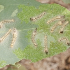 Uraba lugens (Gumleaf Skeletonizer) at Freshwater Creek, VIC - 19 Feb 2024 by WendyEM