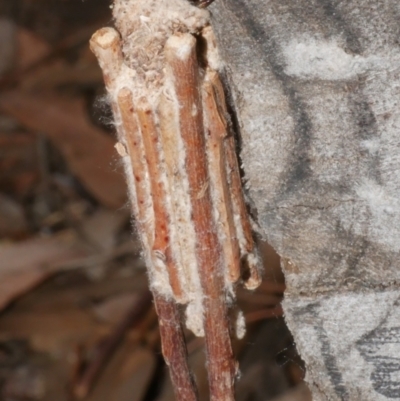 Clania ignobilis (Faggot Case Moth) at WendyM's farm at Freshwater Ck. - 19 Feb 2024 by WendyEM