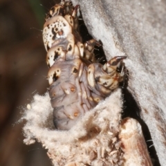 Clania ignobilis at Freshwater Creek, VIC - 19 Feb 2024