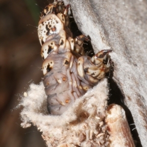 Clania ignobilis at Freshwater Creek, VIC - 19 Feb 2024 03:38 PM