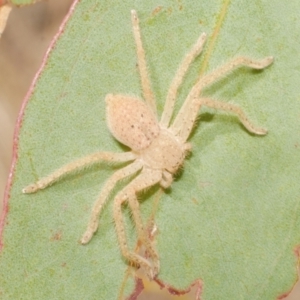 Sparassidae (family) at Freshwater Creek, VIC - 19 Feb 2024 04:19 PM