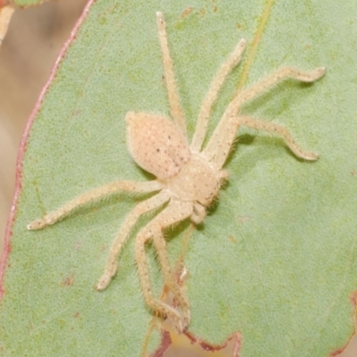 Sparassidae (family) (A Huntsman Spider) at Freshwater Creek, VIC - 19 Feb 2024 by WendyEM