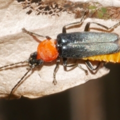 Chauliognathus tricolor (Tricolor soldier beetle) at Freshwater Creek, VIC - 19 Feb 2024 by WendyEM