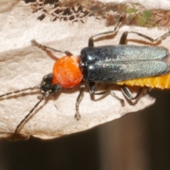 Chauliognathus tricolor (Tricolor soldier beetle) at WendyM's farm at Freshwater Ck. - 19 Feb 2024 by WendyEM