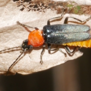 Chauliognathus tricolor at Freshwater Creek, VIC - 19 Feb 2024