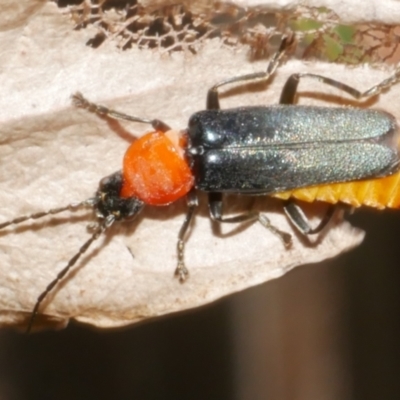 Chauliognathus tricolor (Tricolor soldier beetle) at WendyM's farm at Freshwater Ck. - 19 Feb 2024 by WendyEM