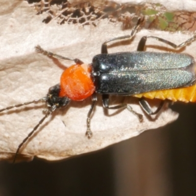 Chauliognathus tricolor (Tricolor soldier beetle) at Freshwater Creek, VIC - 19 Feb 2024 by WendyEM