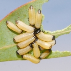 Paropsisterna cloelia (Eucalyptus variegated beetle) at Freshwater Creek, VIC - 19 Feb 2024 by WendyEM