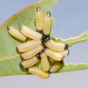 Paropsisterna cloelia at Freshwater Creek, VIC - 19 Feb 2024