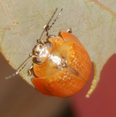 Paropsisterna cloelia (Eucalyptus variegated beetle) at Freshwater Creek, VIC - 19 Feb 2024 by WendyEM