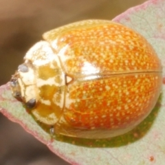 Paropsisterna cloelia (Eucalyptus variegated beetle) at WendyM's farm at Freshwater Ck. - 19 Feb 2024 by WendyEM