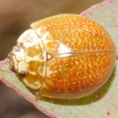 Paropsisterna cloelia (Eucalyptus variegated beetle) at Freshwater Creek, VIC - 19 Feb 2024 by WendyEM