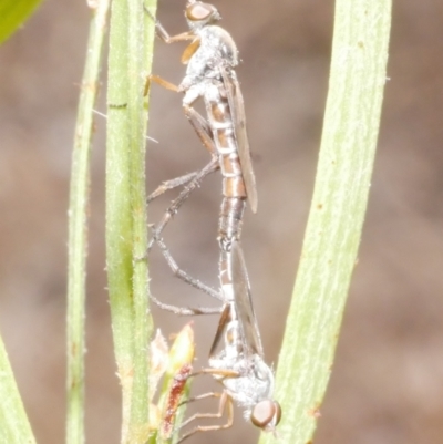 Unidentified Other true fly at Freshwater Creek, VIC - 19 Feb 2024 by WendyEM