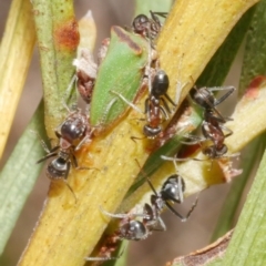 Iridomyrmex sp. (genus) (Ant) at Freshwater Creek, VIC - 19 Feb 2024 by WendyEM